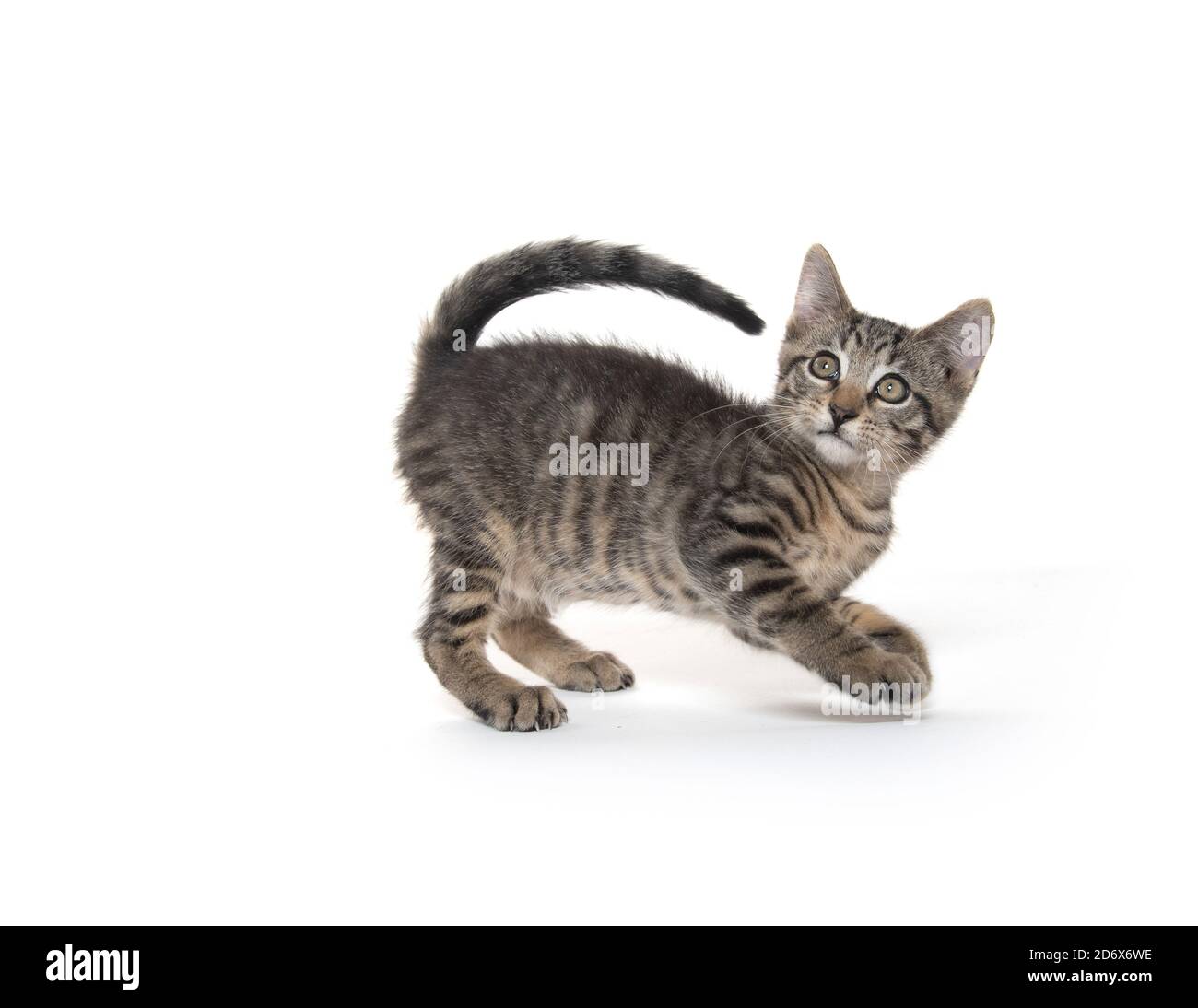 Cute tabby kitten playing isolated on white background Stock Photo - Alamy