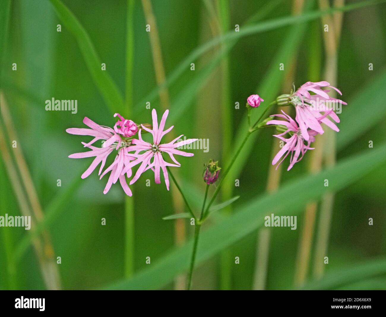 distinctive pink delicate flowers of Ragged Robin (Lychnis flos-cuculi) plant with untidy petals with divided lobes and buds in green meadow Stock Photo