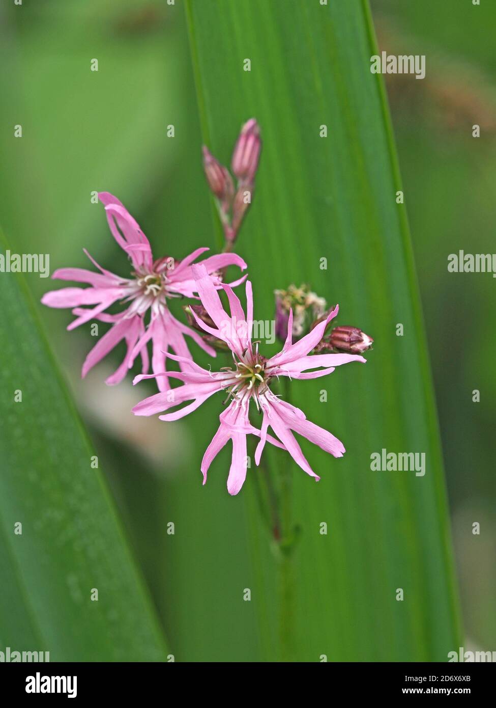 distinctive pink delicate flowers of Ragged Robin (Lychnis flos-cuculi) plant with untidy petals with divided lobes and buds in green meadow Stock Photo