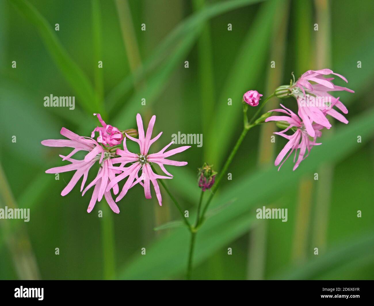 distinctive pink delicate flowers of Ragged Robin (Lychnis flos-cuculi) plant with untidy petals with divided lobes and buds in green meadow Stock Photo