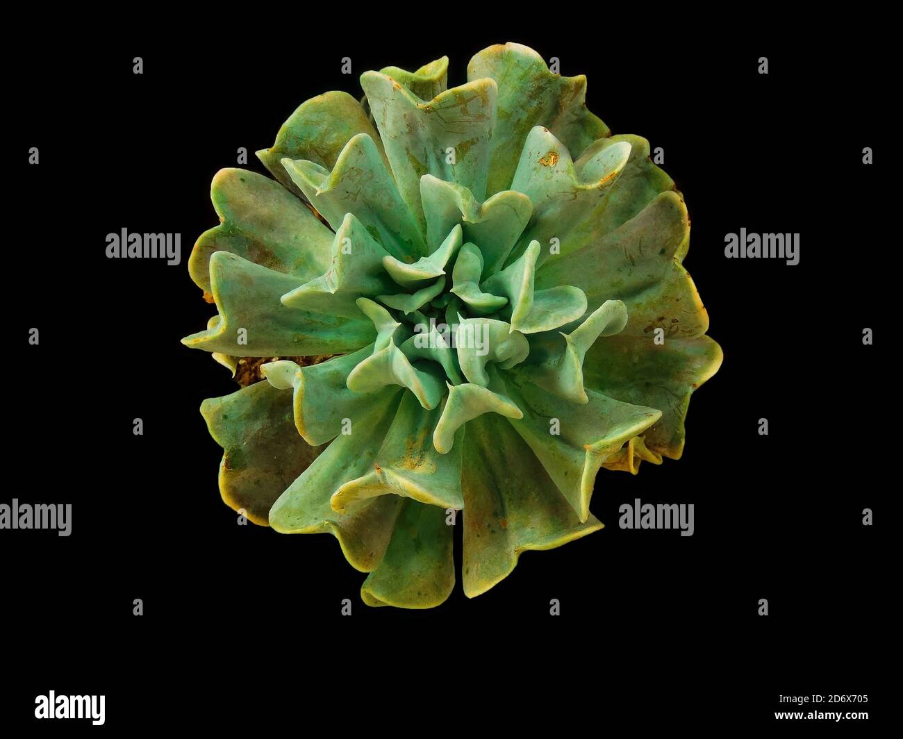 green succulent plant isolated on black background - Echeveria plant macro close-up Stock Photo