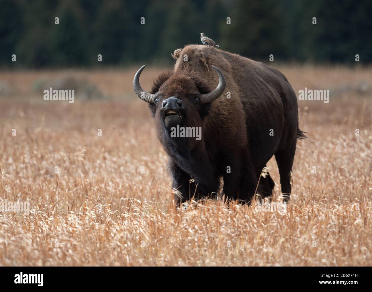 American bison lip curl in an open meadow in fall in Grand Teton ...