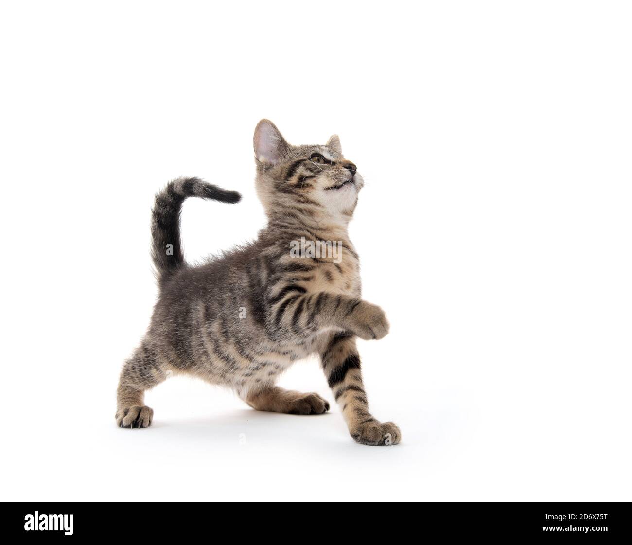 Cute tabby kitten playing isolated on white background Stock Photo - Alamy