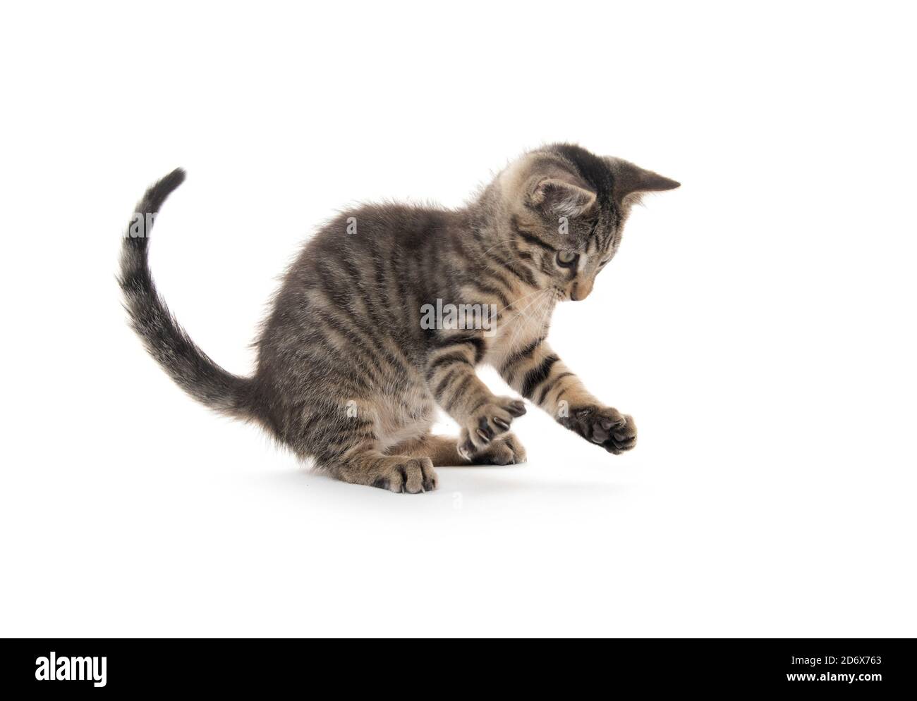 Cute tabby kitten playing isolated on white background Stock Photo - Alamy