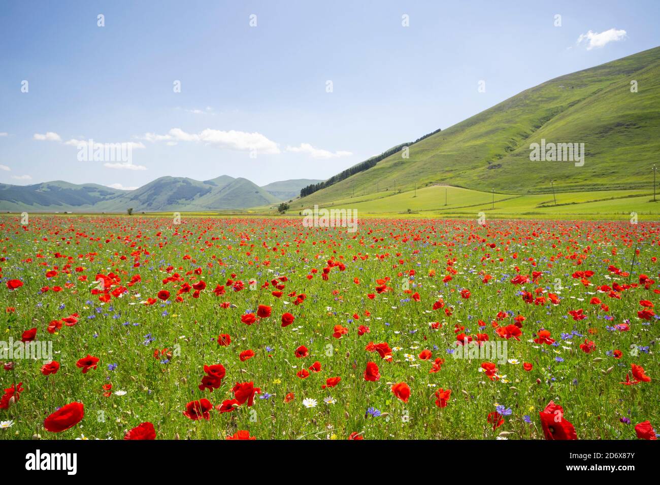 Pian Grande of Castelluccio di Norcia full of poppies in bloom, with Monti Sibillini as background, in a sunny summer day Stock Photo