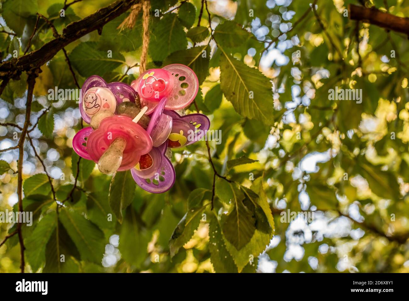 children have left their colourful pacifiers hanging in a tree wiith green leaves, Jaegerspris, Denmark, October 10, 2020 Stock Photo