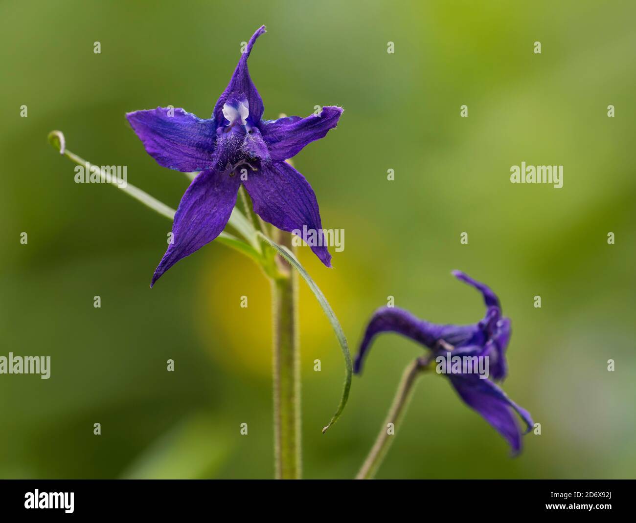 Species Of Larkspur High Resolution Stock Photography and Images - Alamy