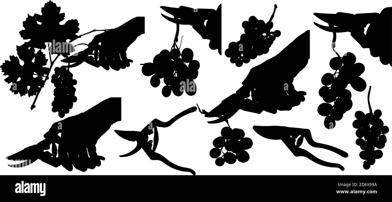 Drawing of silhouettes of grape bunches and hand with harvesting scissors. Vector illustration for your designs and decoration. Stock Vector