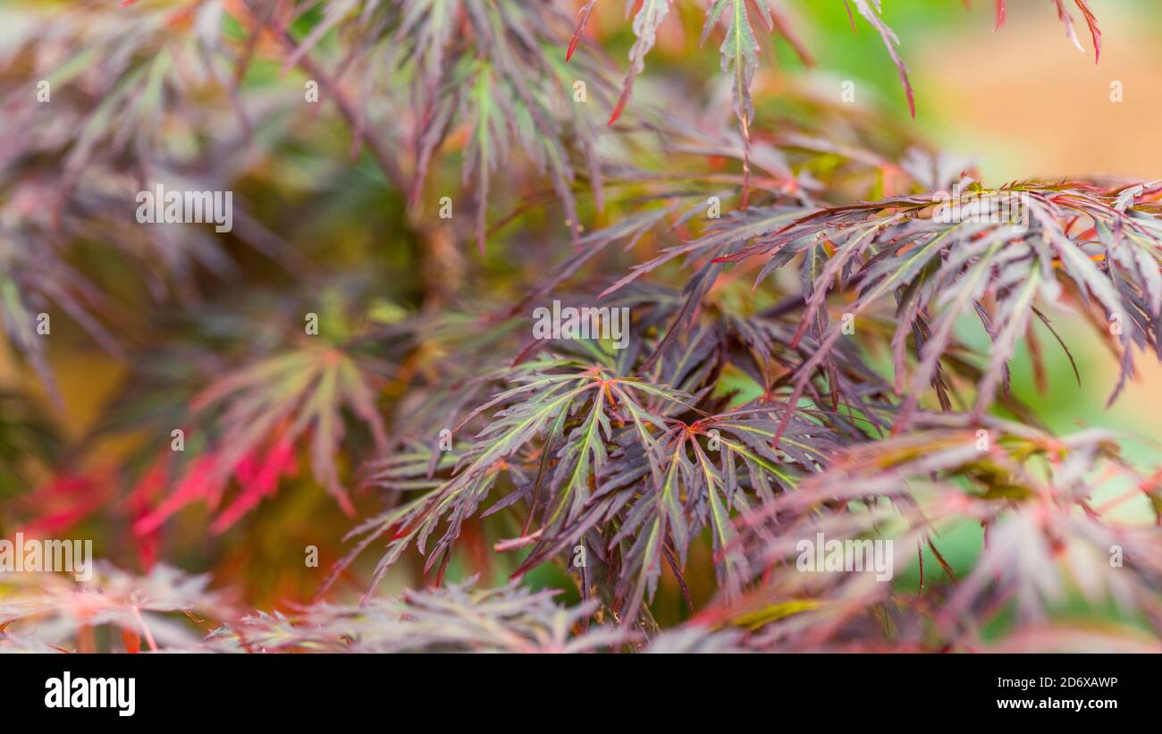 Closeup of a Japanese maple tree called Acer Palmatum Dissectum Ornatum in an autumn day Stock Photo