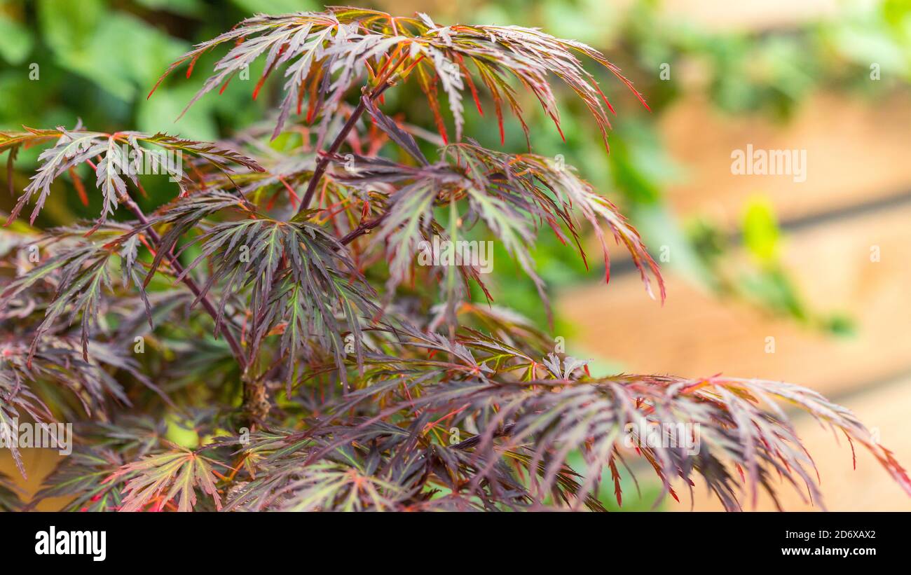 Closeup of a Japanese maple tree called Acer Palmatum Dissectum Ornatum on an autumn day Stock Photo
