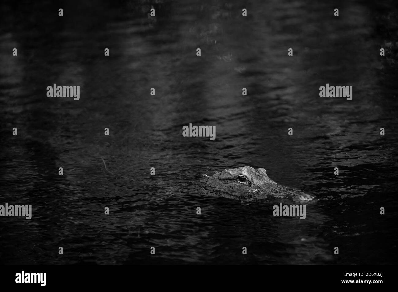 Black and white alligator in the river Stock Photo
