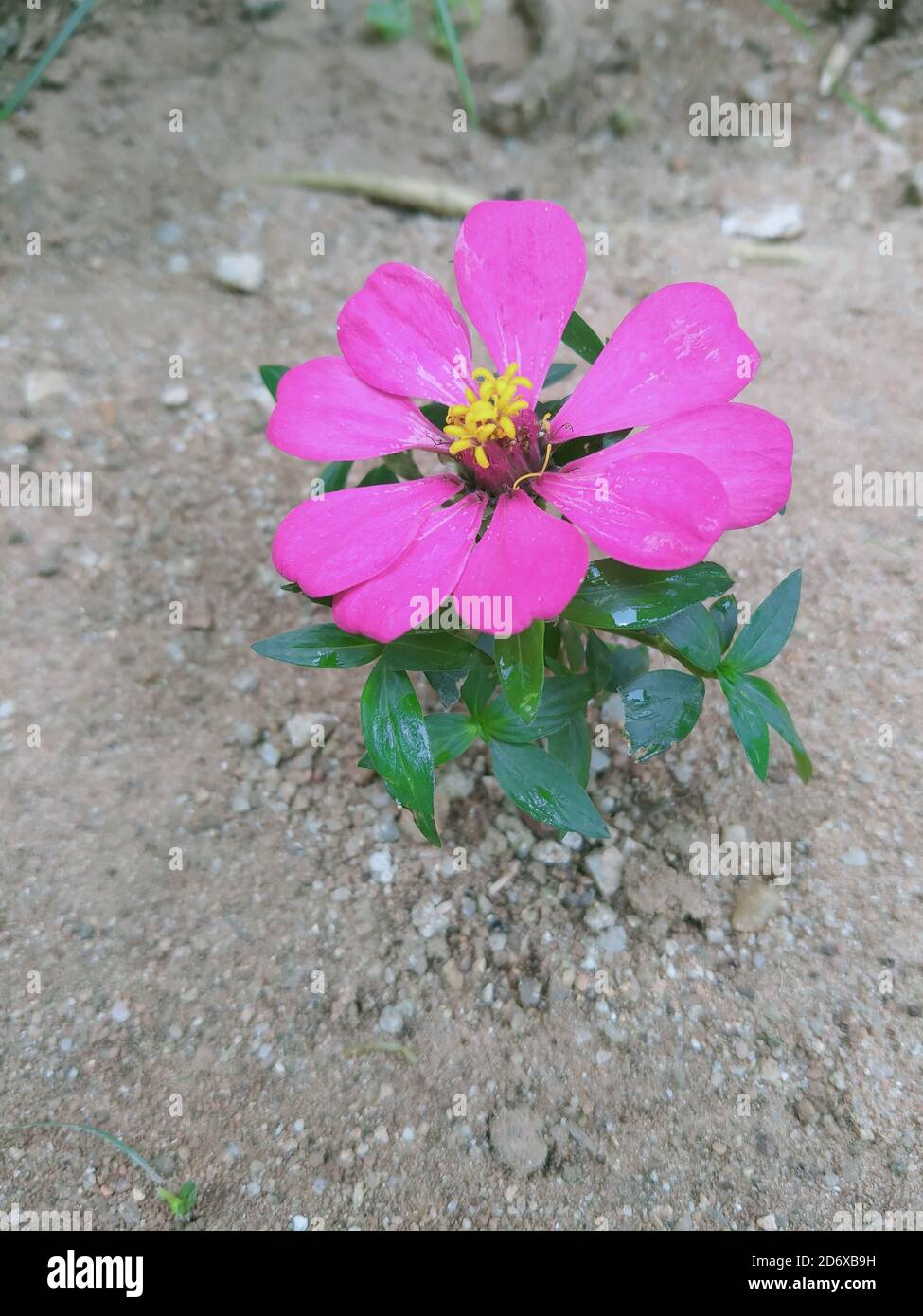 Purple backyard flower hi-res stock photography and images - Alamy