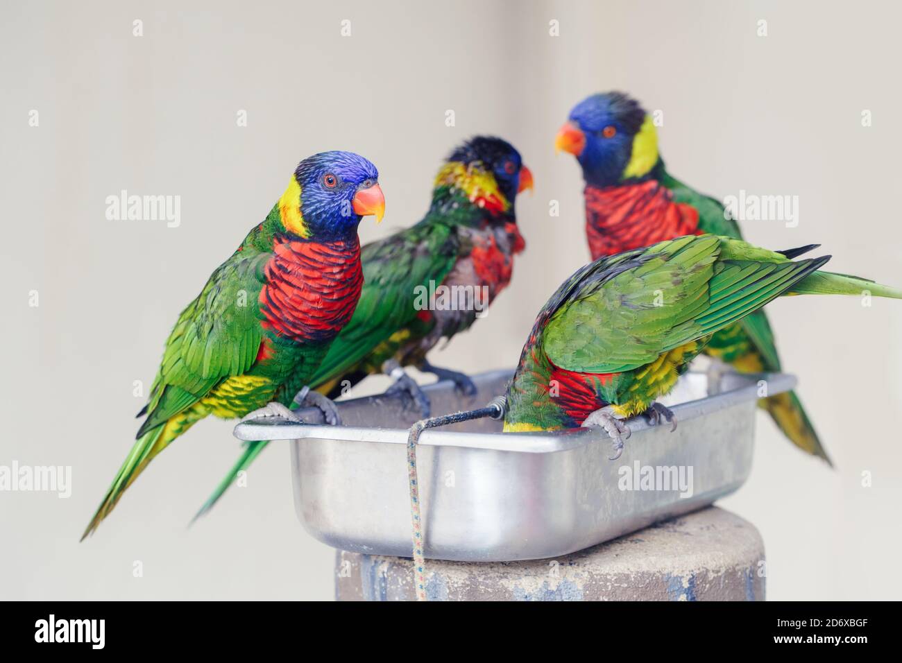 Group flock of many few lorikeet parrots feeding from bowl in zoo. Beautiful wild tropical animals birds eating nectar. Beauty of wildlife nature. Stock Photo