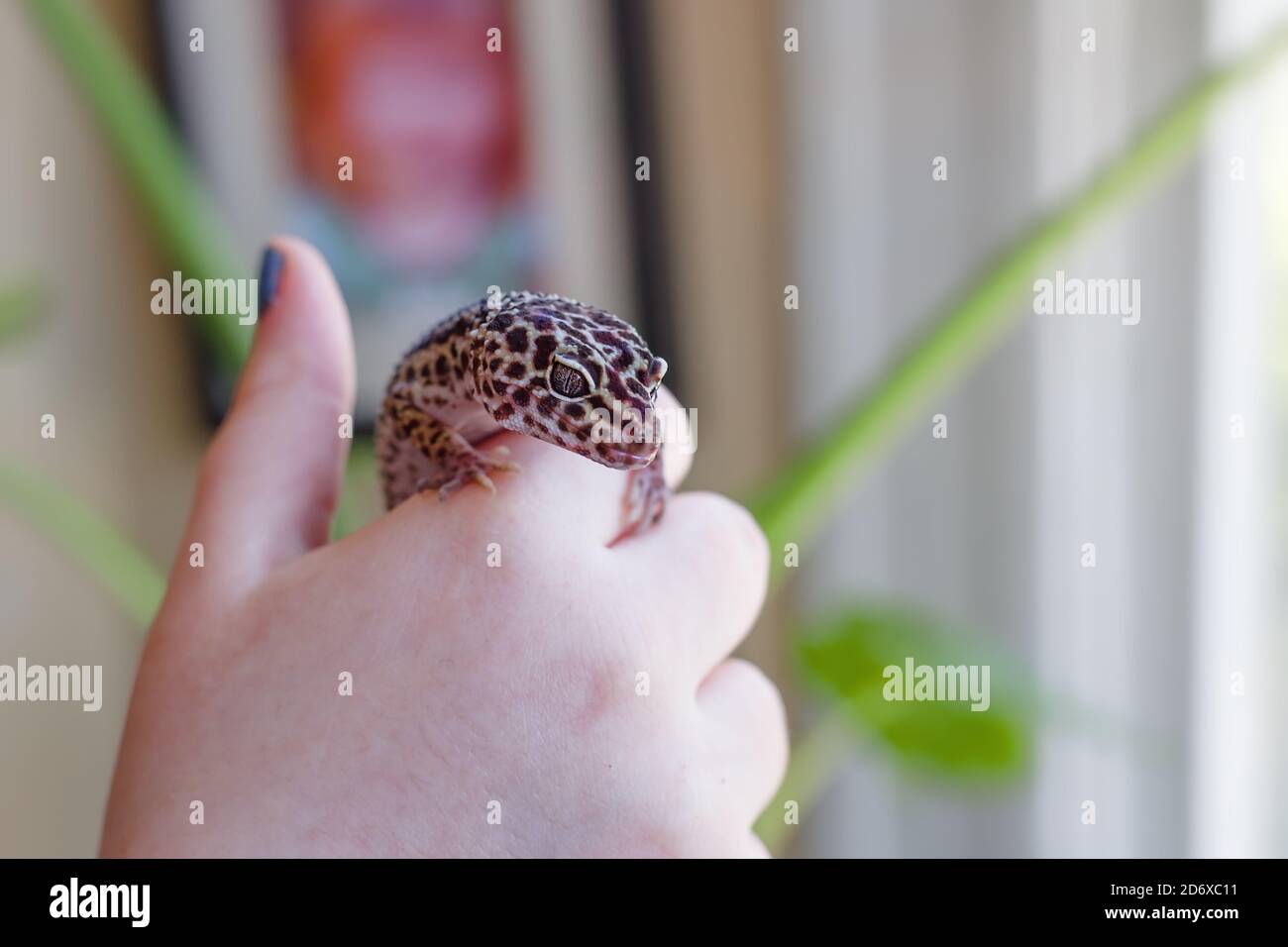 Female hand holding a pet leopard gecko Stock Photo
