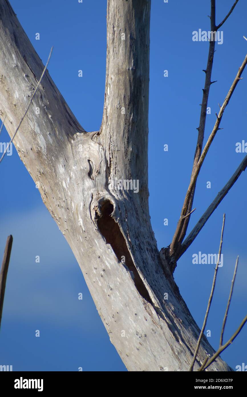 Vertical closeup shot of a dead hollow tree trunk Stock Photo Alamy
