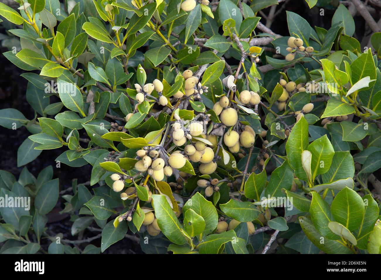 Mangrella Mangrove seeds hi-res stock photography and images - Alamy