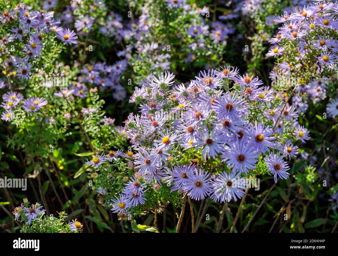 Pale violet colored Asters (Asteraceae) in full bloom on a sunny day. Stock Photo