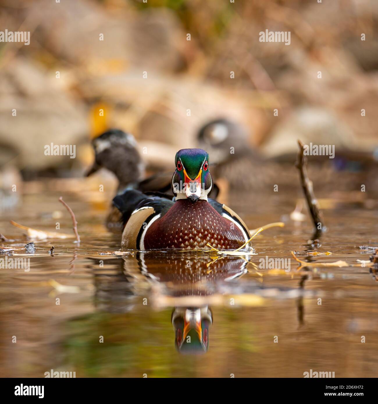 Wood Duck Pictures  Download Free Images on Unsplash