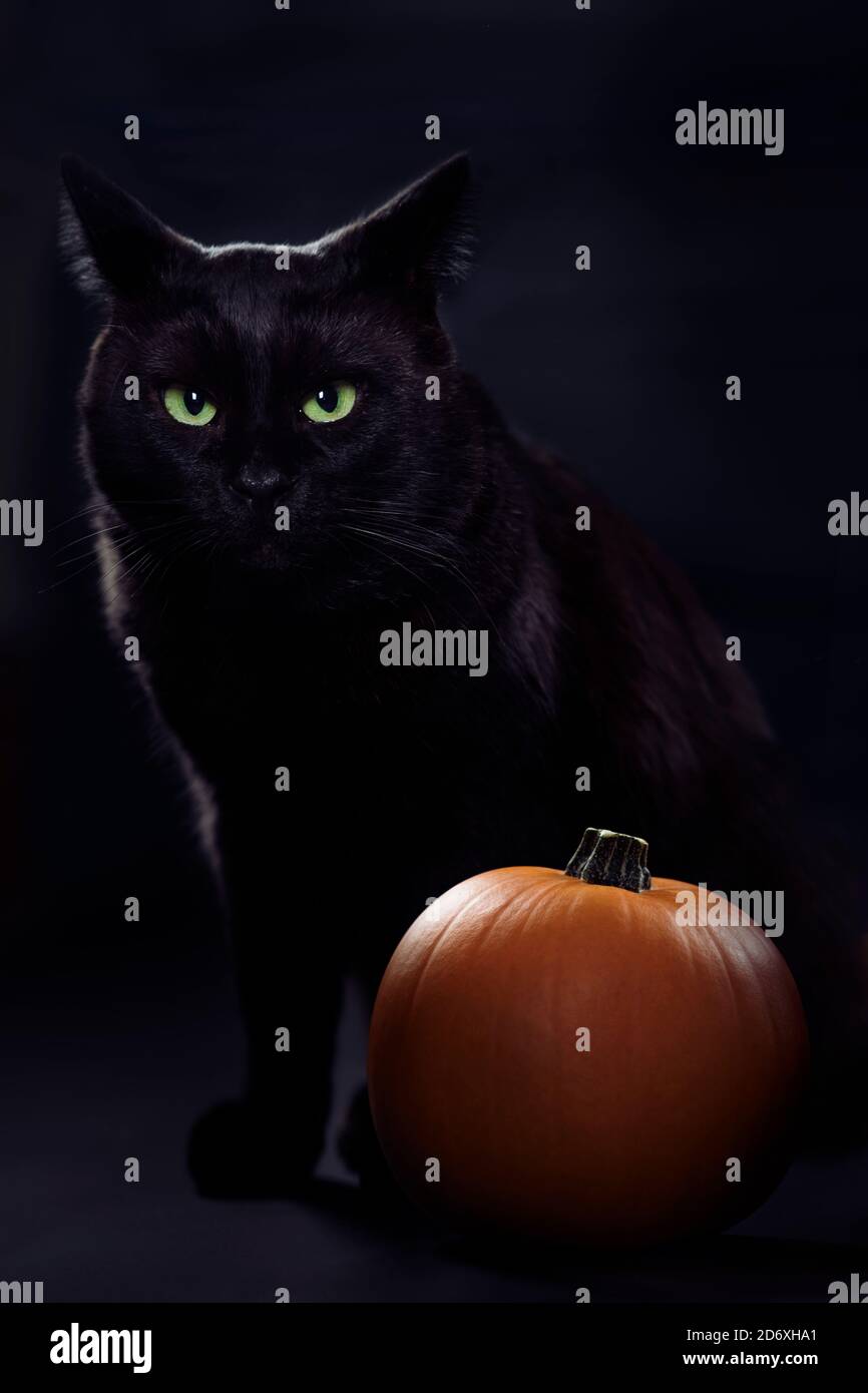 Celebrate Halloween with Black Cat and Pumpkin Sticker Fun