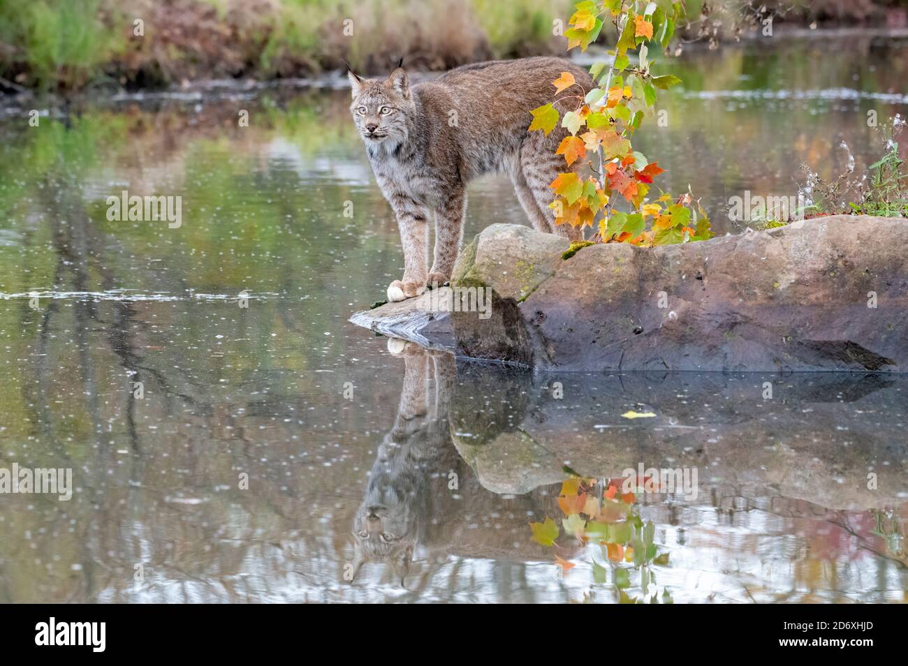 Canada Lynx with Reflection in Water in Autumn Stock Photo