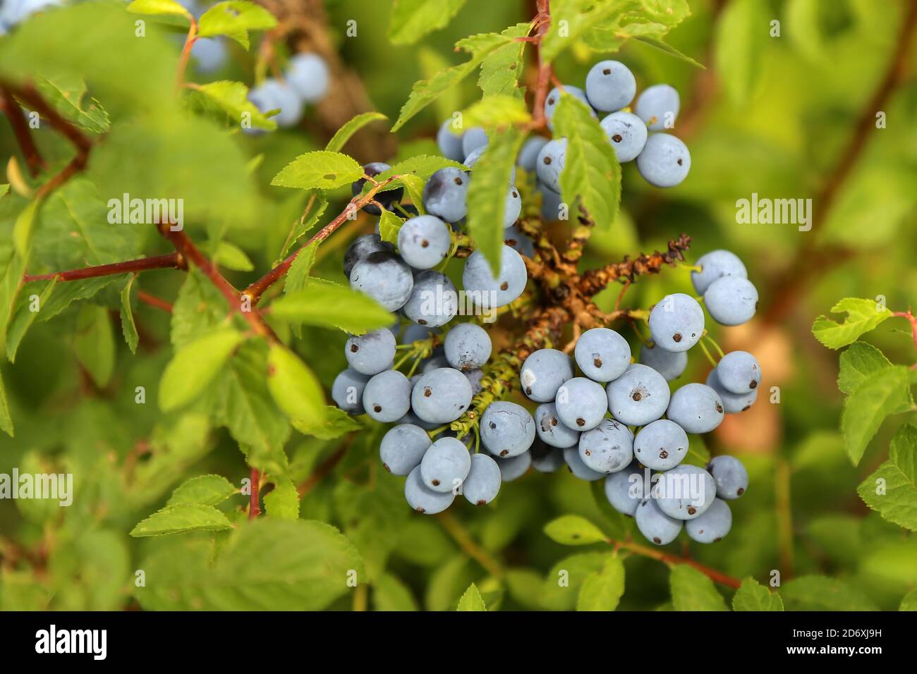 Wild blueberry bush hi-res stock photography and images - Alamy