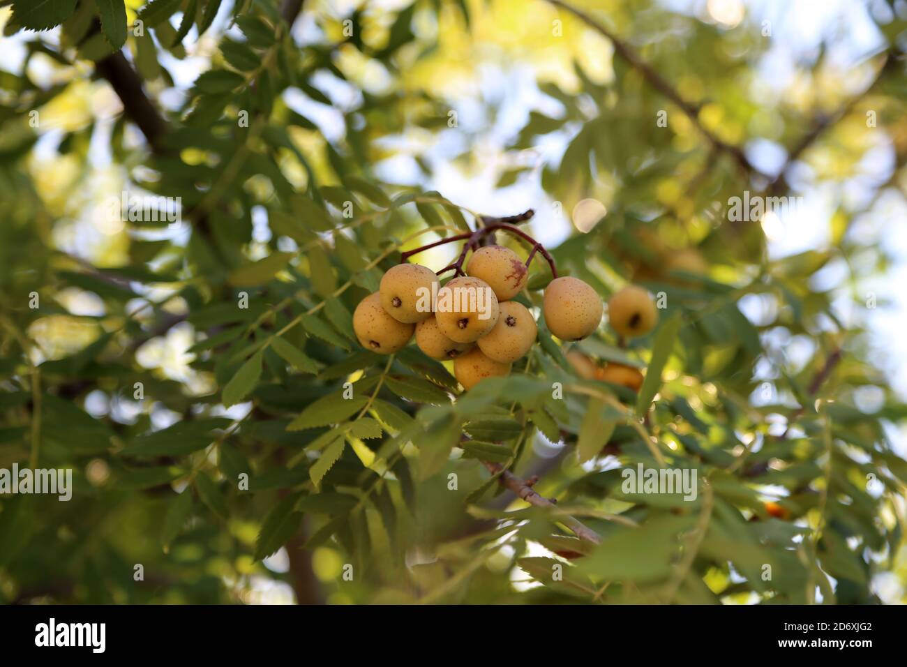 Closeup shot of a sorbus domestica tree with ripen fruit on the branches Stock Photo