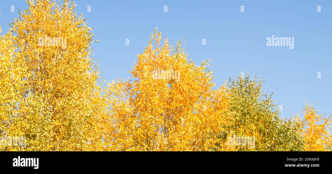 Panorama of bright yellow and orange trees against a clear blue sky ...