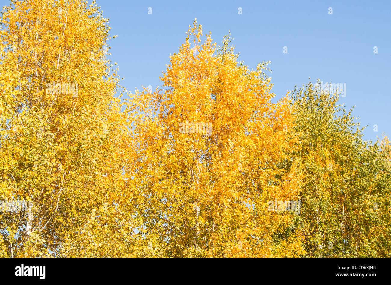 Panorama of bright yellow and orange trees against a clear blue sky ...