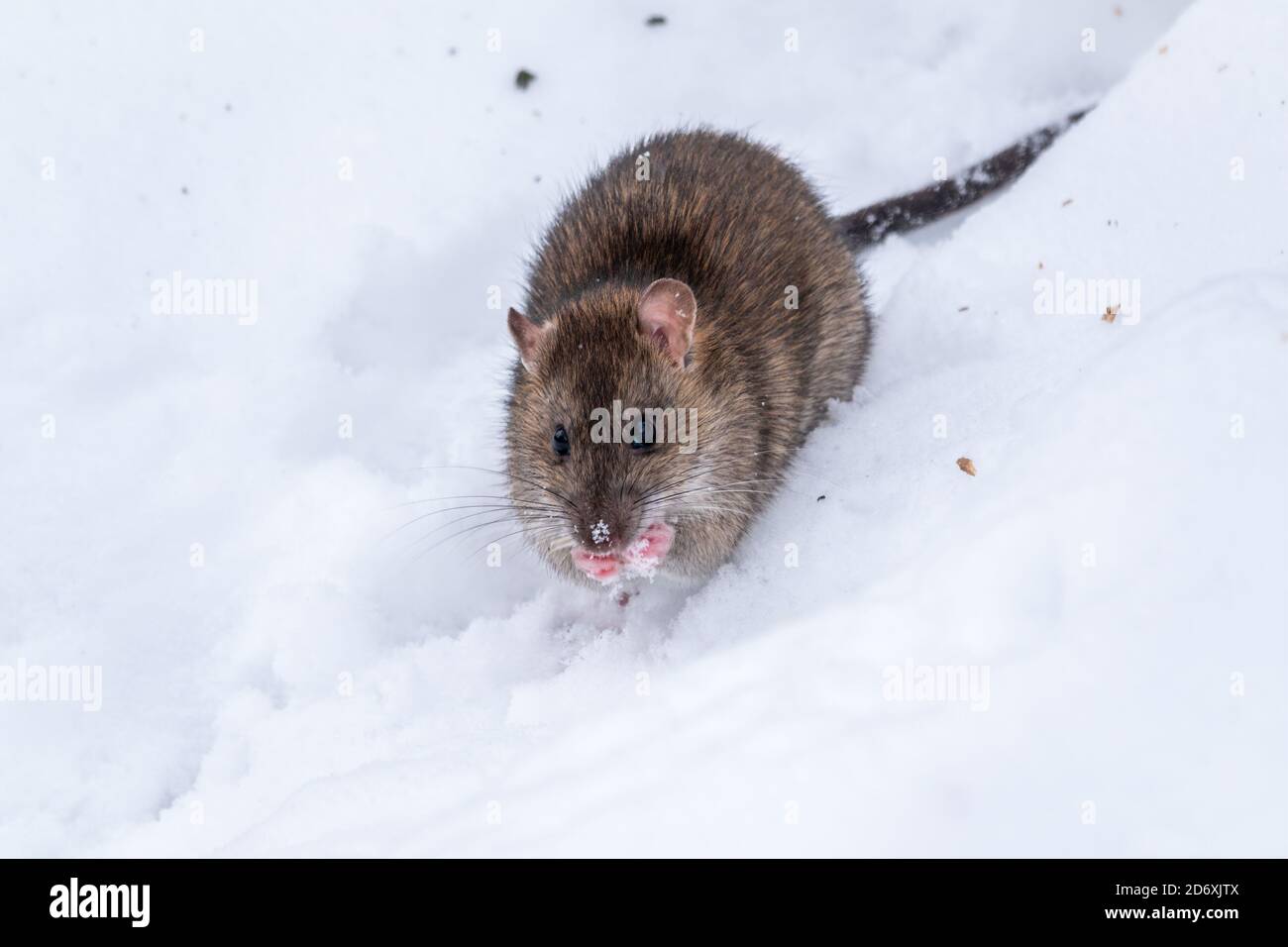 Brown rat is eating seeds sitting on the snow. The brown rat, lat