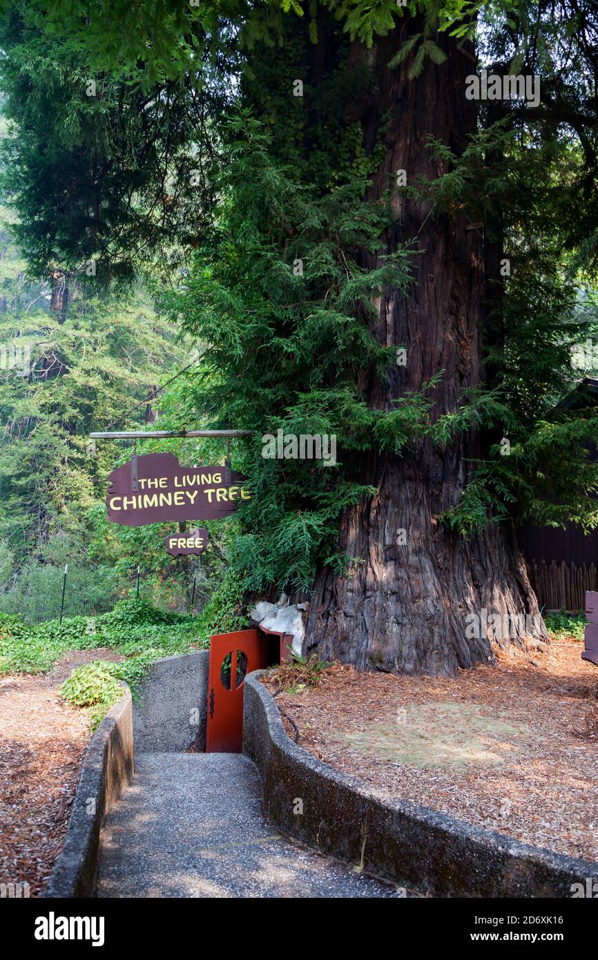 The Living Chimney Tree roadside attraction along the Redwood Highway and US 101 in Northern California near Phillipsville. Stock Photo