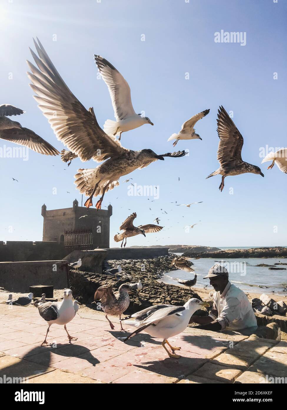 ESSAOUIRA, MOROCCO - SEPTEMBER 10, 2019: Old fisherman feeding seagulls in harbor Essaouira, Morocco. Many birds flying around. Stock Photo
