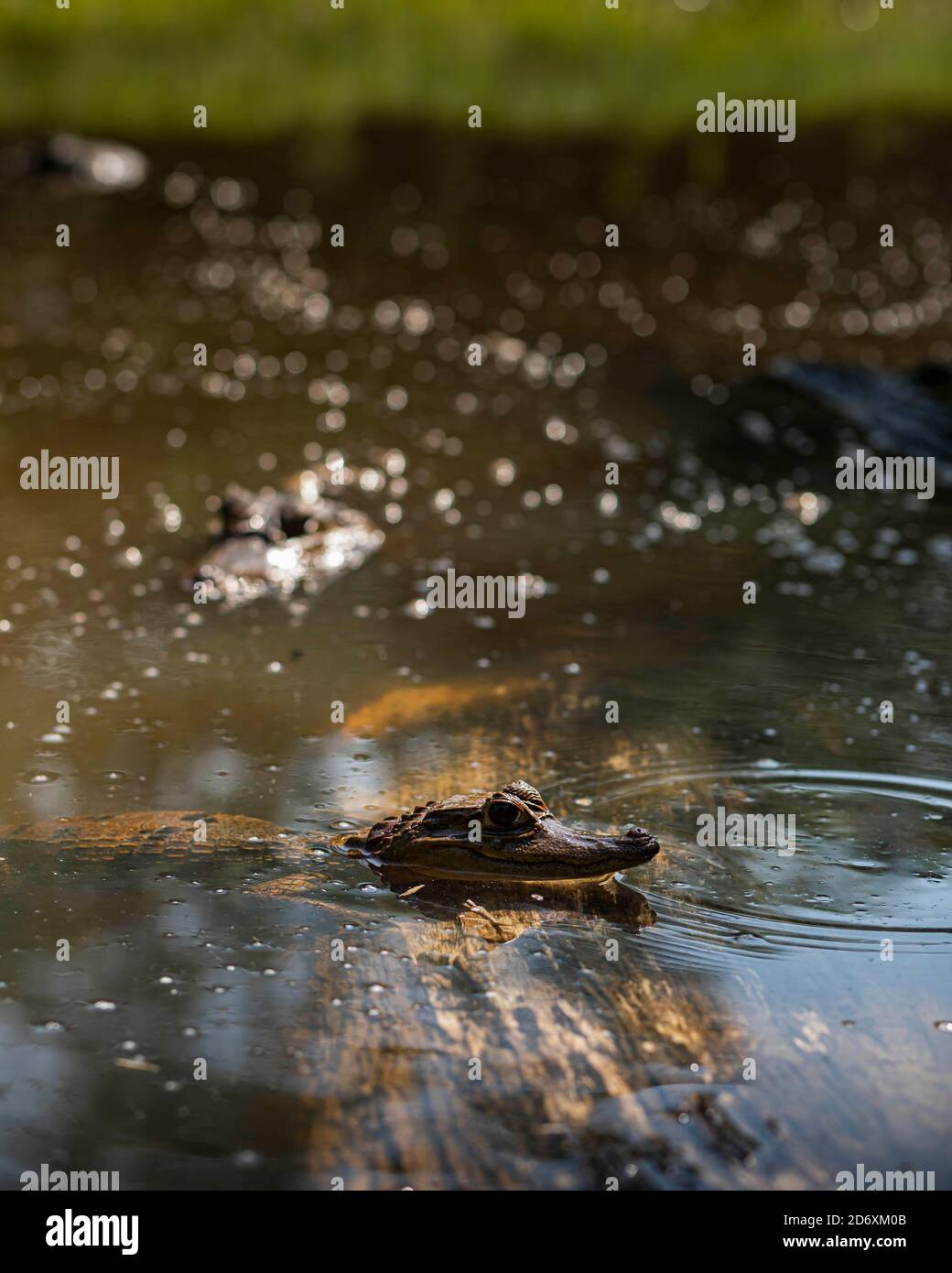 Amazon Caiman Stock Photo