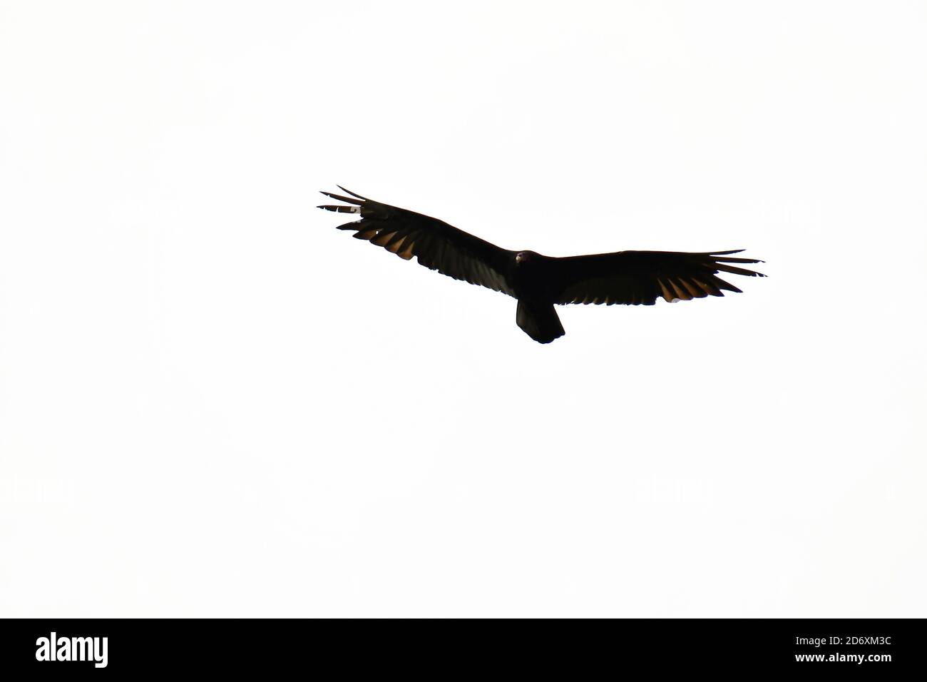 silhouette of eagle, photo as a background , in Arenal lake and volcano park area, Costa rica Stock Photo