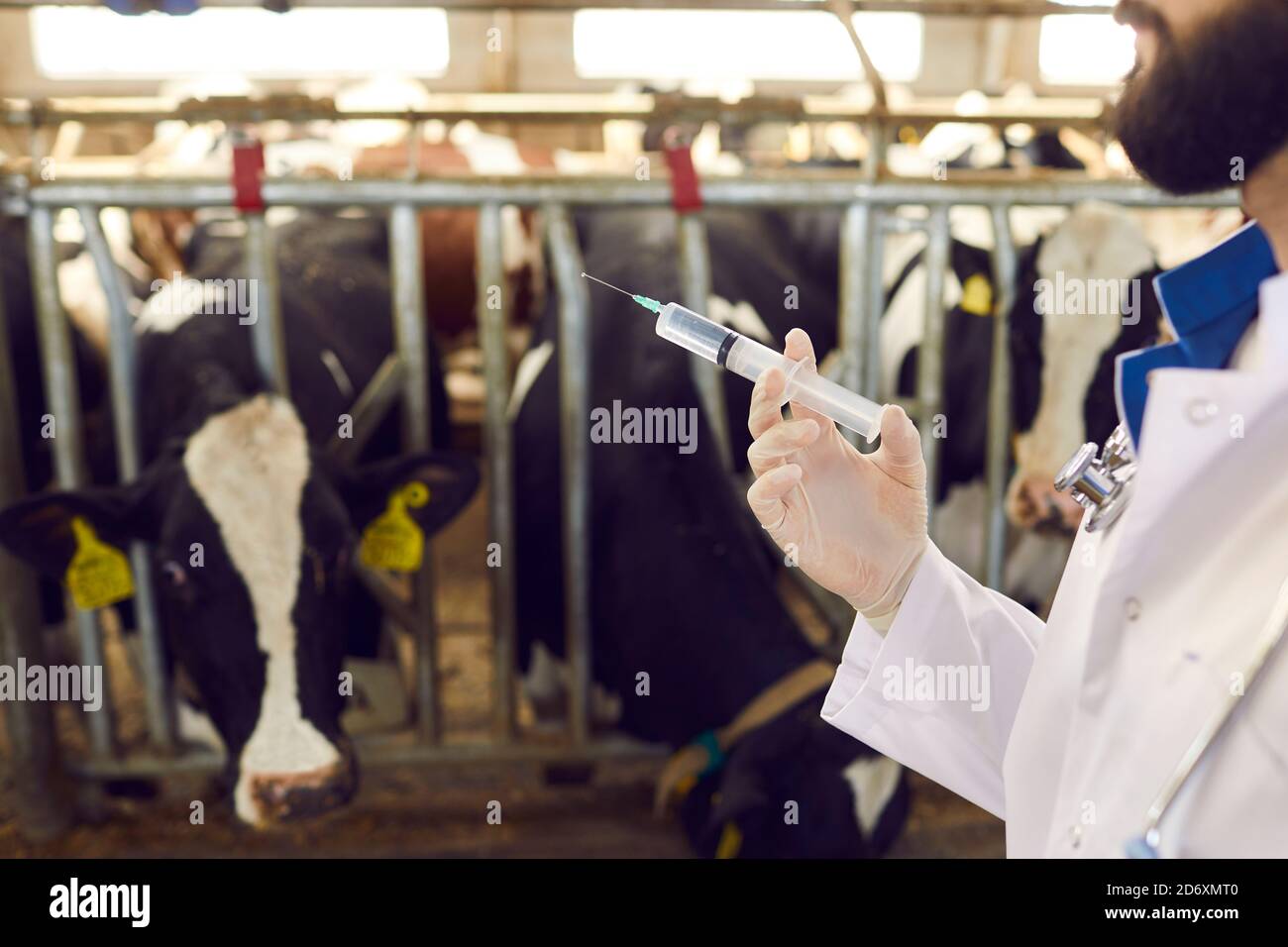 Veterinarian wearing white medical gloves holding syringe with medicine or vaccine for dairy cows Stock Photo