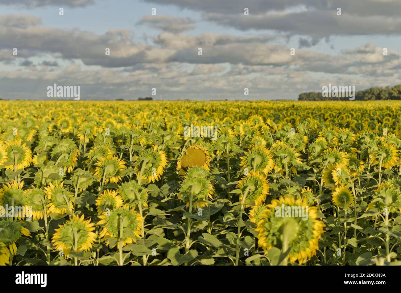 Beautiful view of a field of sunflowers under a cloudy sky Stock Photo ...