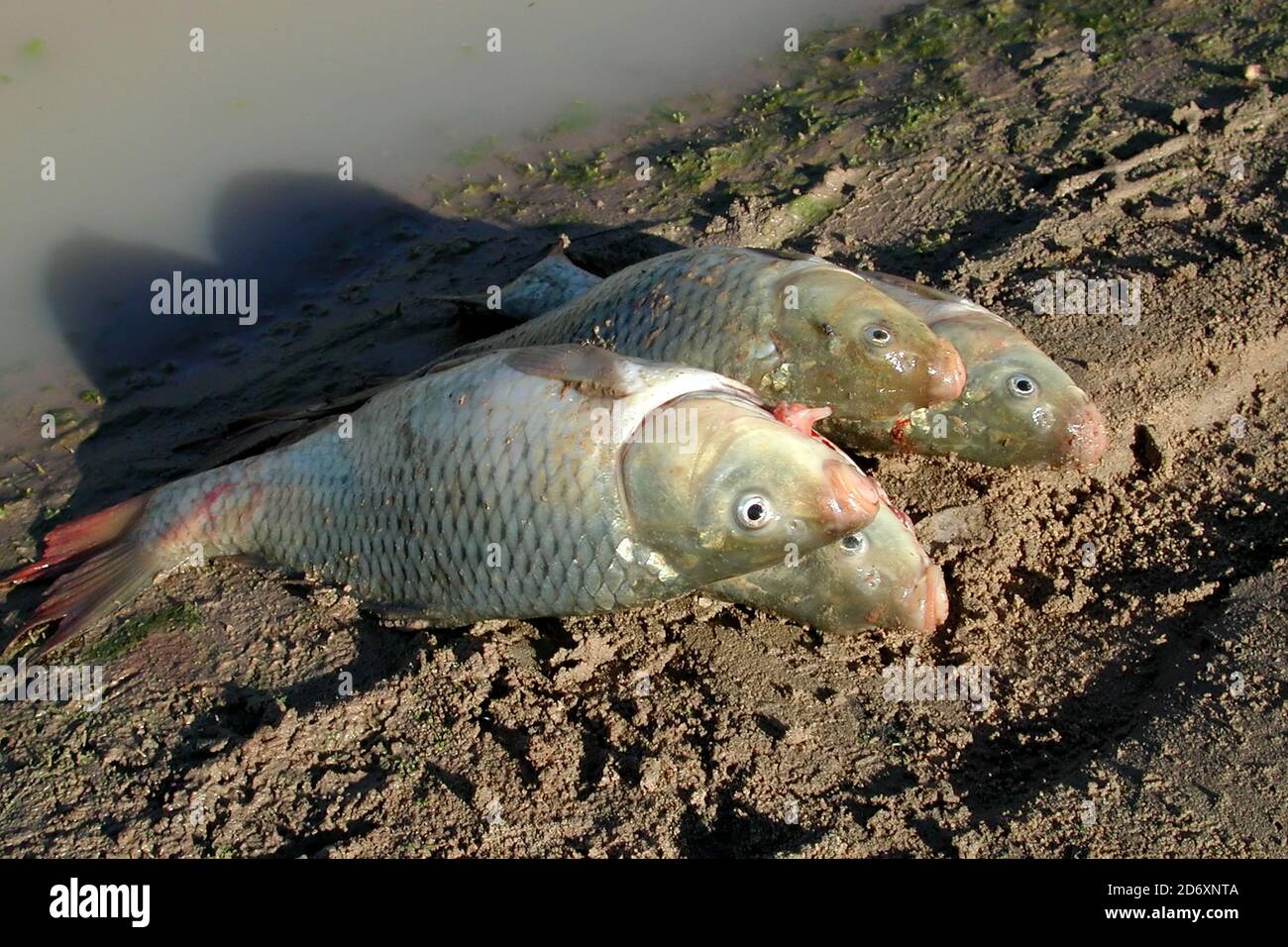 Introduced European Carp at the edge of the Darling River NSW Australia Stock Photo