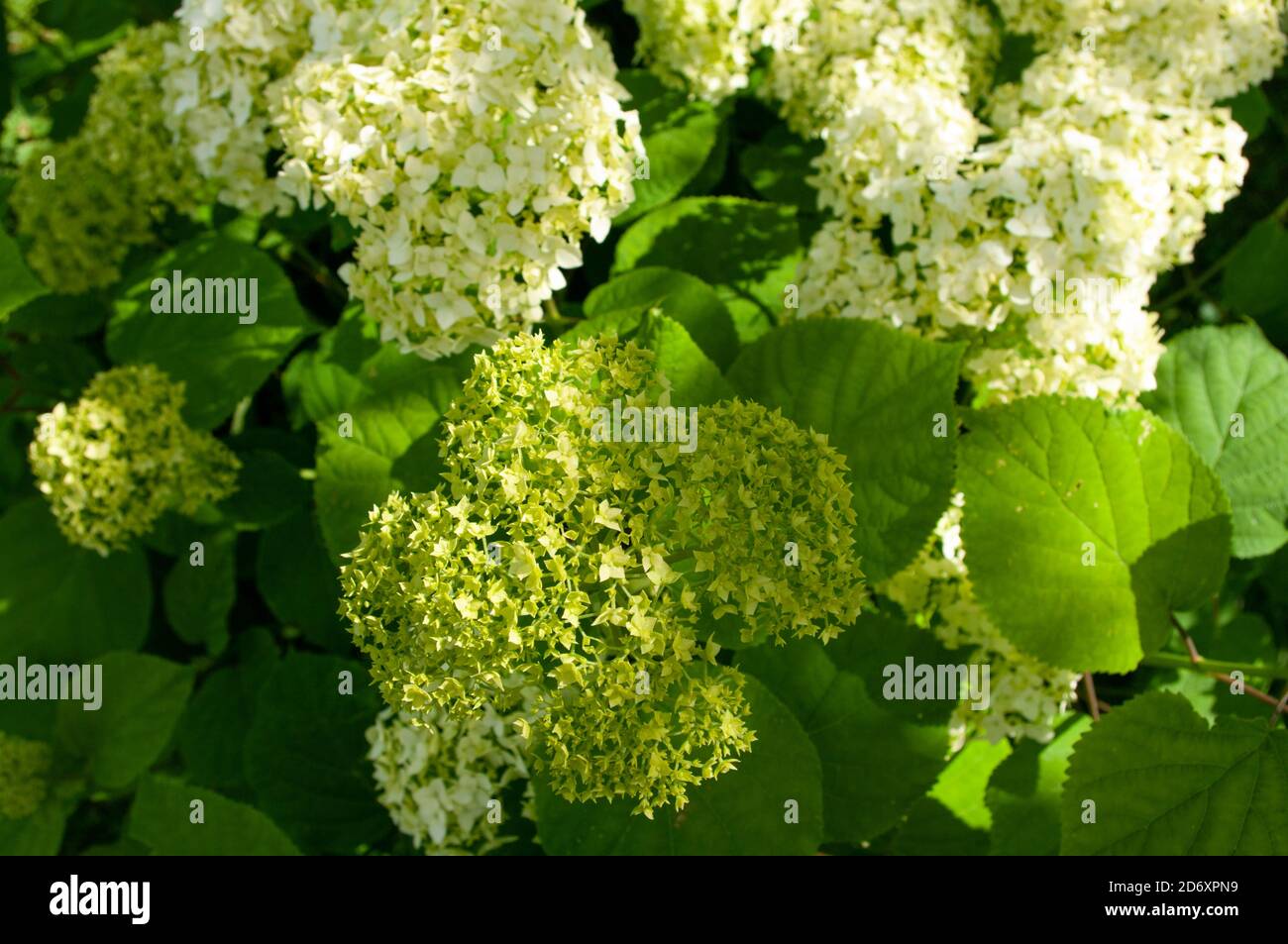 White hydrangea hortensia hi-res stock photography and images - Alamy