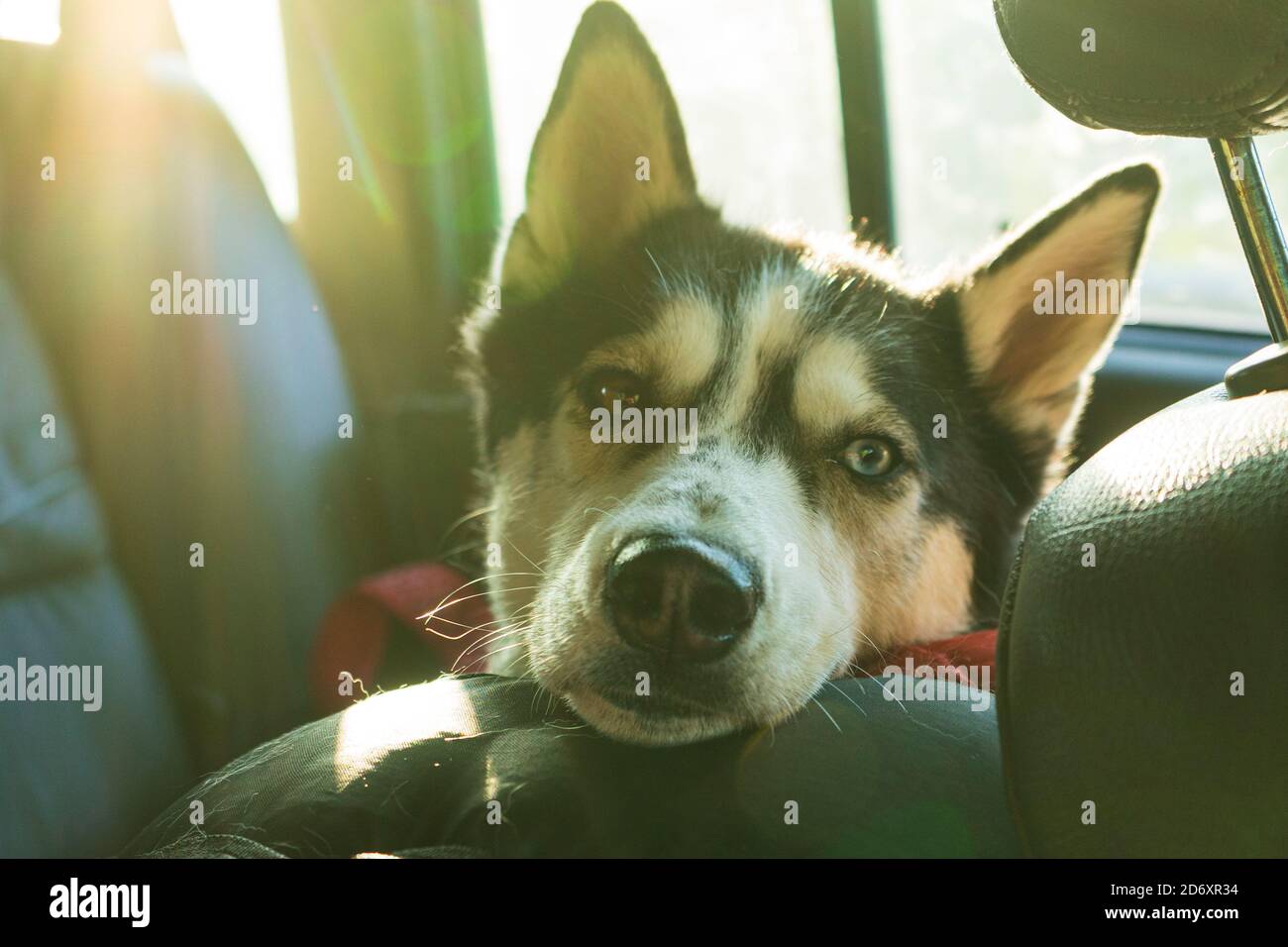 portrait of a Siberian husky dog inside a car salon. long trip Stock Photo