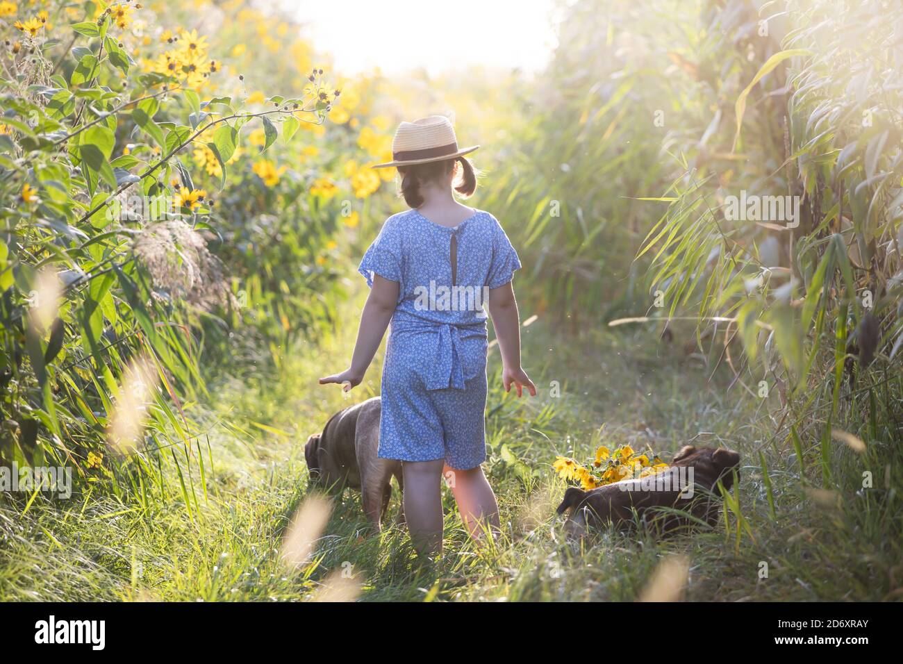 Little girl with her dog walking on small path in autumn flower field ...