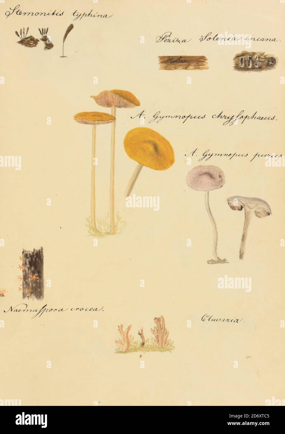 Hand Painted illustration of North American Fungi from the book 'Icones fungorum Niskiensium' by Schweinitz, Lewis David von, 1780-1834 Publication date 1805. Lewis David de Schweinitz (13 February 1780 – 8 February 1834) was a German-American botanist and mycologist. He is considered by some the 'Father of North American Mycology', but also made significant contributions to botany. Stock Photo