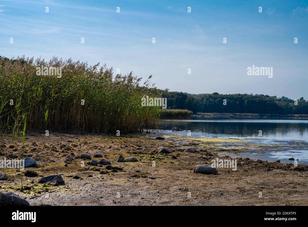 A backlit photo of a beautiful scenery with reed at a lake one of the ...