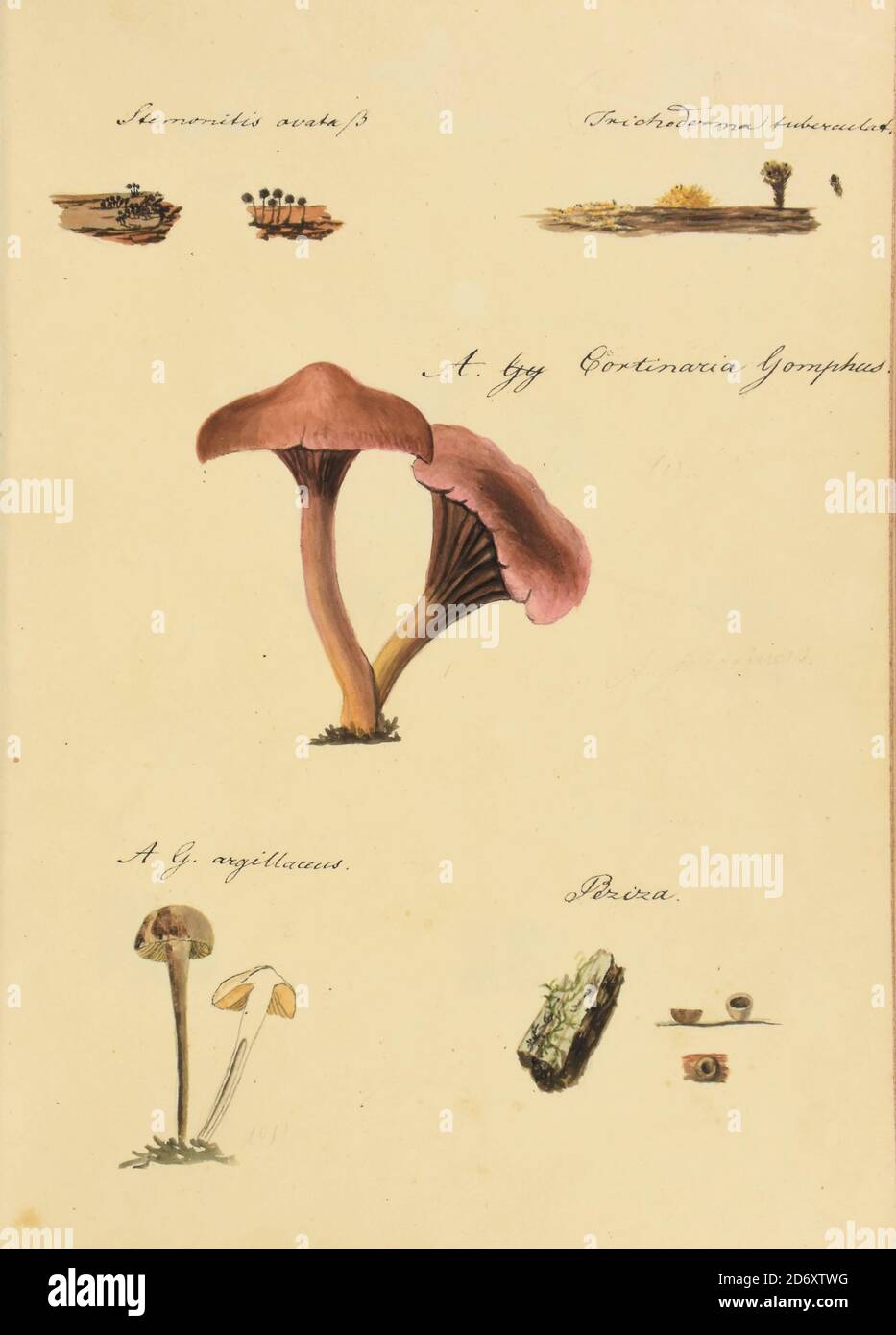 Hand Painted illustration of North American Fungi from the book 'Icones fungorum Niskiensium' by Schweinitz, Lewis David von, 1780-1834 Publication date 1805. Lewis David de Schweinitz (13 February 1780 – 8 February 1834) was a German-American botanist and mycologist. He is considered by some the 'Father of North American Mycology', but also made significant contributions to botany. Stock Photo