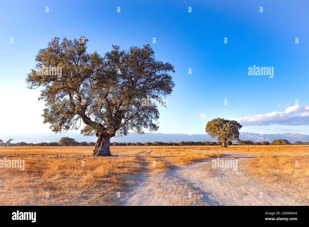 Spanish meadow in summer with a holm oak Stock Photo Alamy