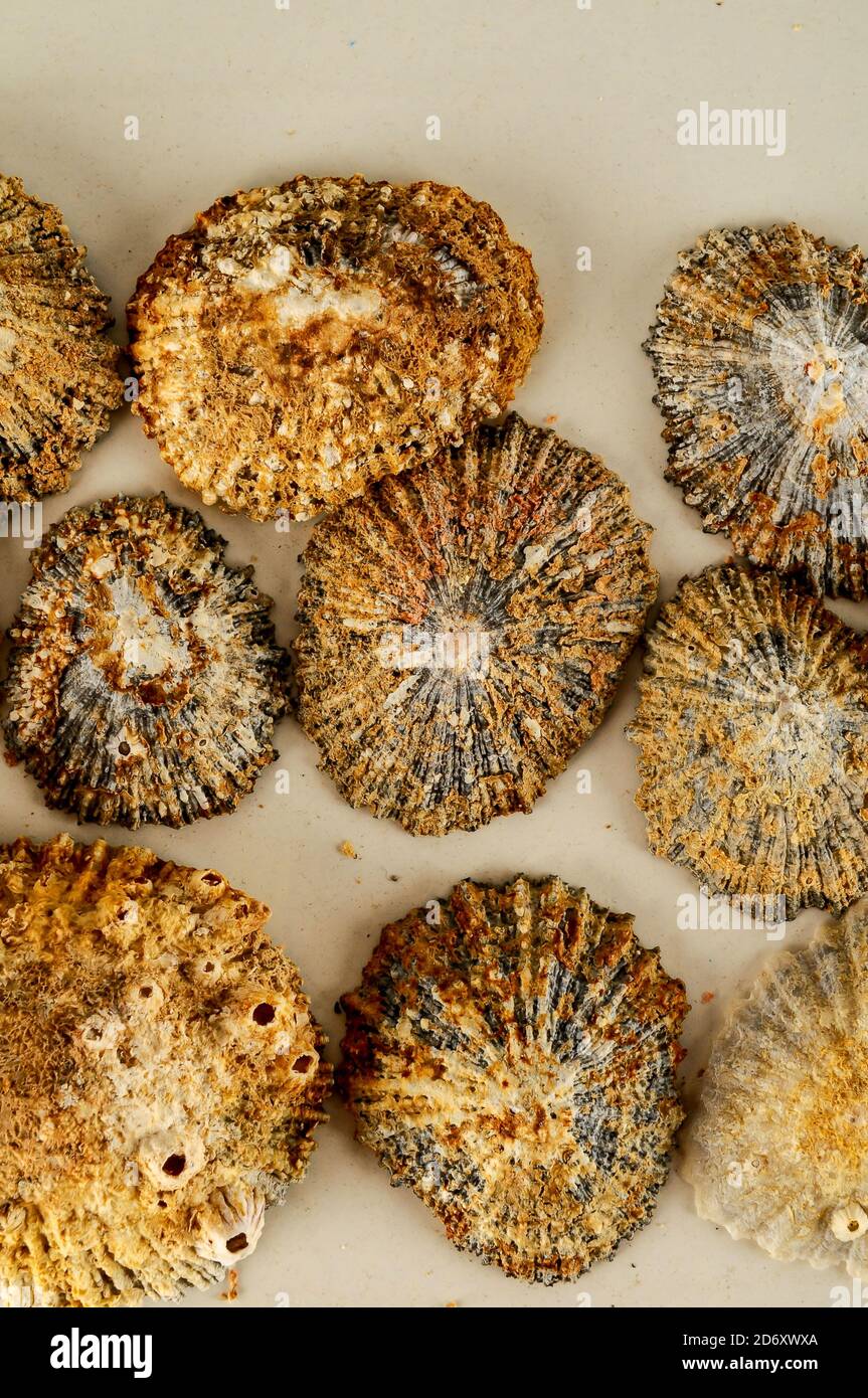 Seashell background texture Stock Photo - Alamy