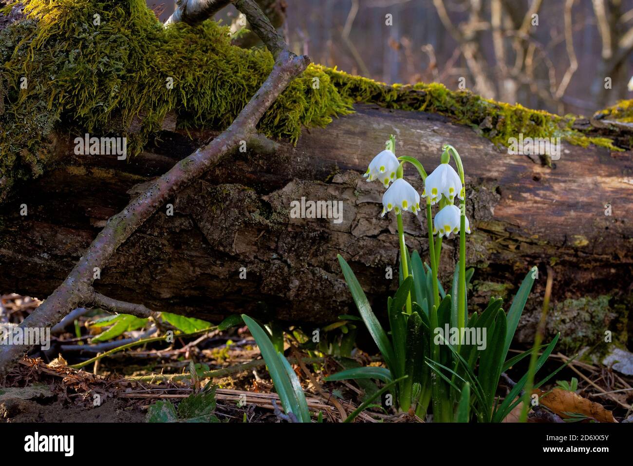snowflake flower near the log. spring nature background in forest Stock Photo