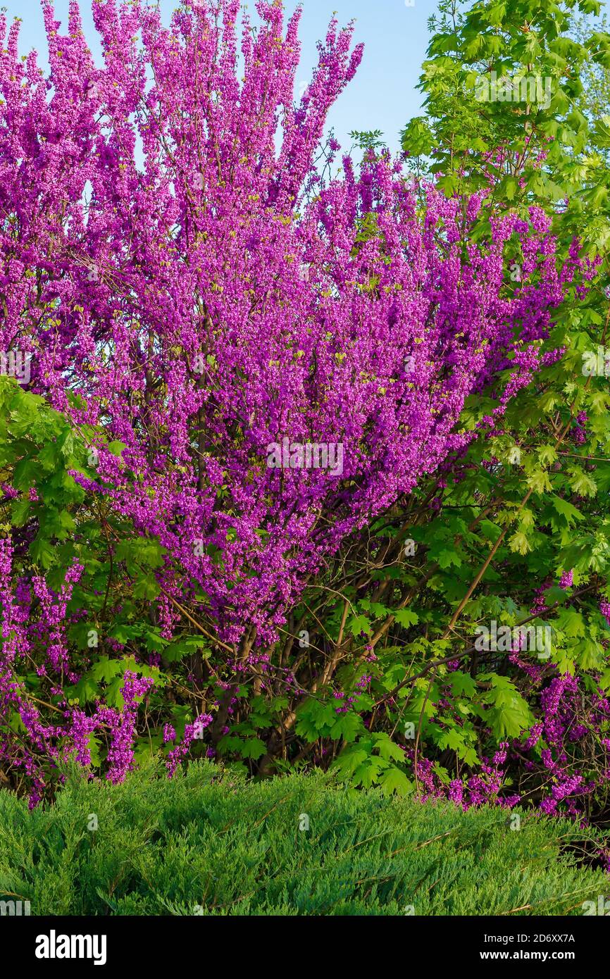 judas tree blossoming in the park. beautiful nature background in morning light. purple and green colors Stock Photo