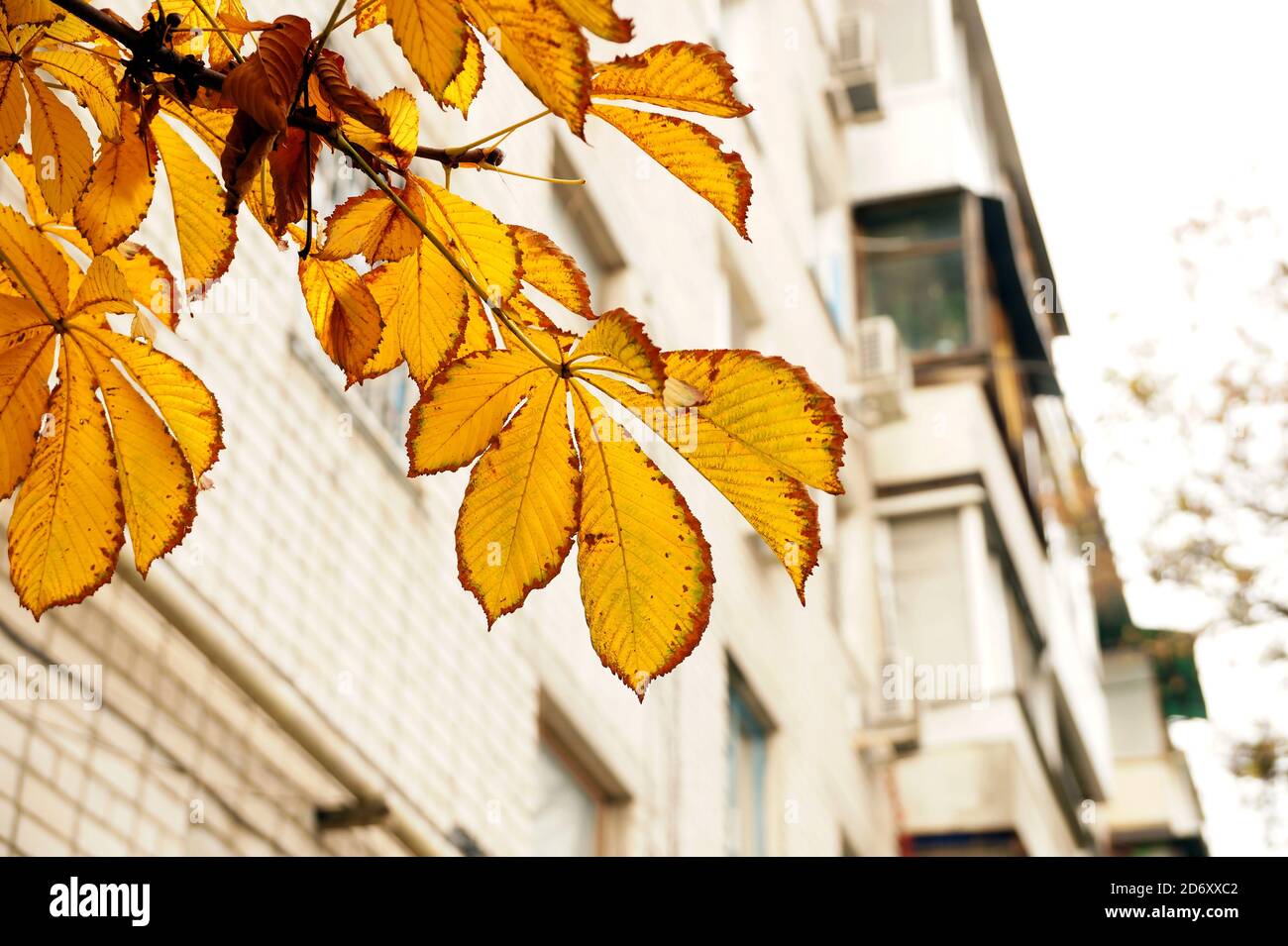 Autumn etude with leaves of a chestnut tree Stock Photo