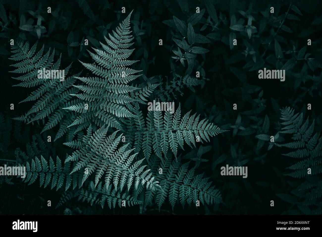 Toned natural textured background. Color concept dark springs green