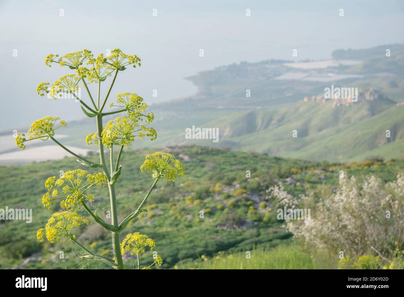 The giant fennel (Ferula communis), in the landscape of the Golan Heights, Israel Stock Photo