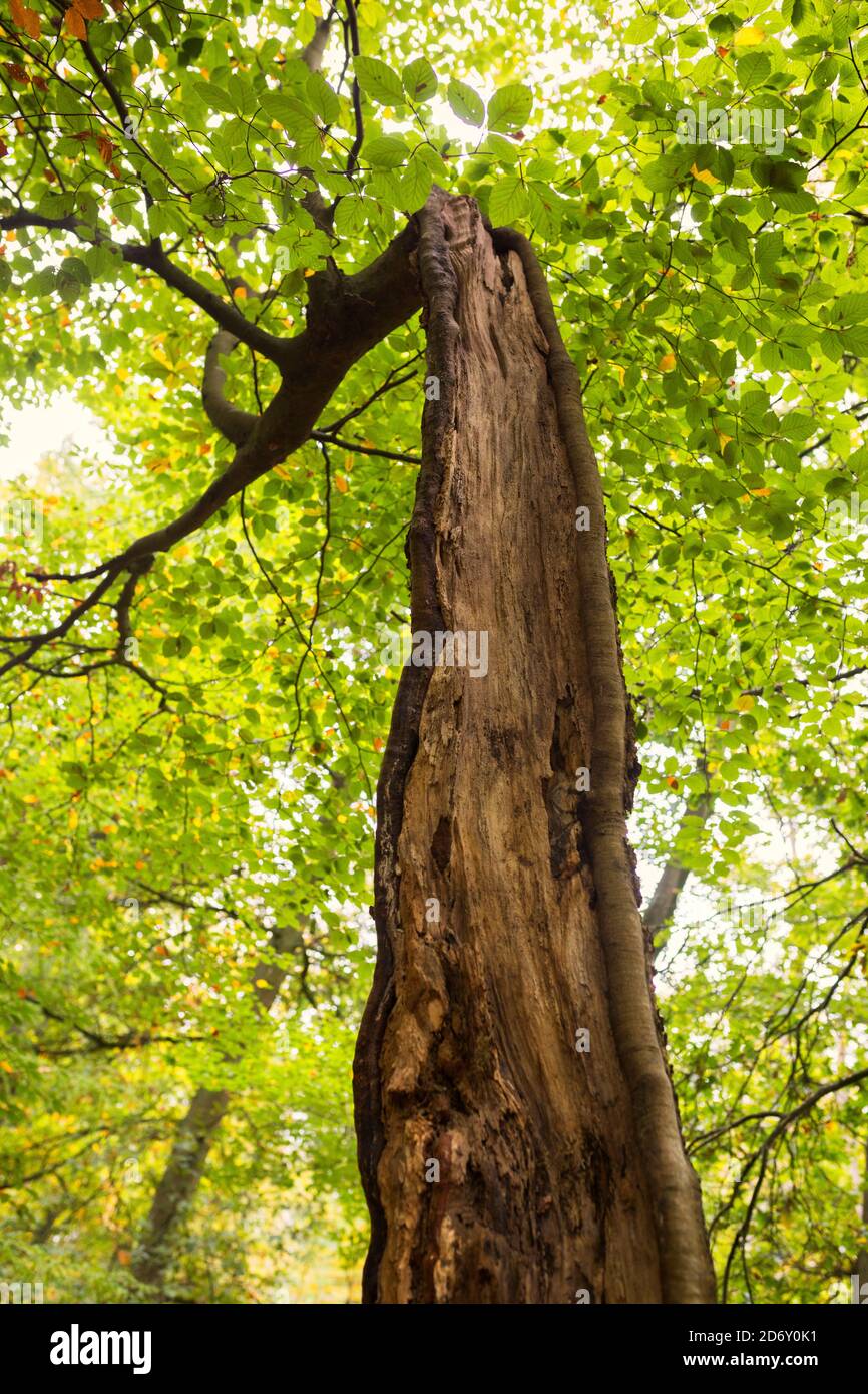 Heavily damaged and wounded beech tree surviving and still growing to the light Stock Photo